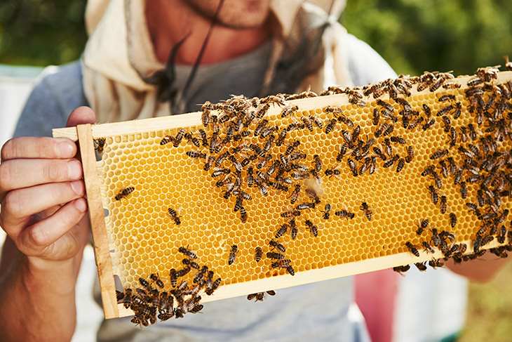 Concessione aiuti per il settore apicoltura: domande entro il 15 marzo