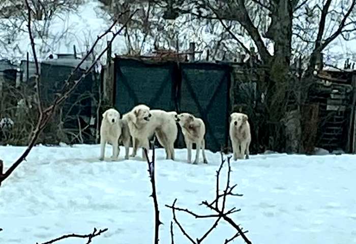 Branco di cani da pastore vaga liberamente per Ovindoli, la paura di alcuni cittadini