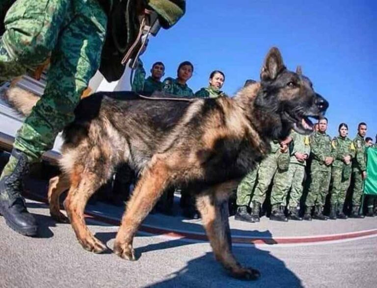 Il cane eroe Proteo muore di fatica dopo aver salvato due persone rimaste sotto le macerie in Turchia