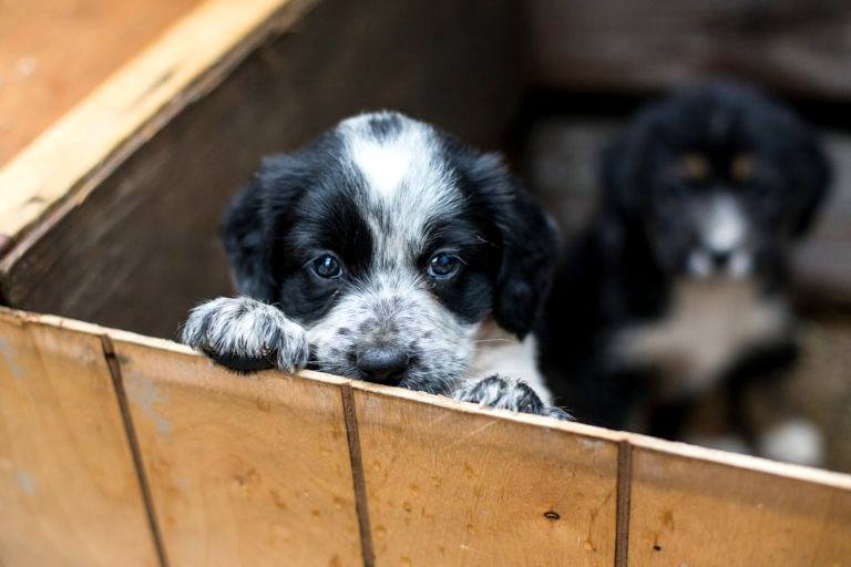 Emergenza cuccioli in canile: "Ne arrivano tantissimi e se crescono avranno meno possibilità di essere adottati"
