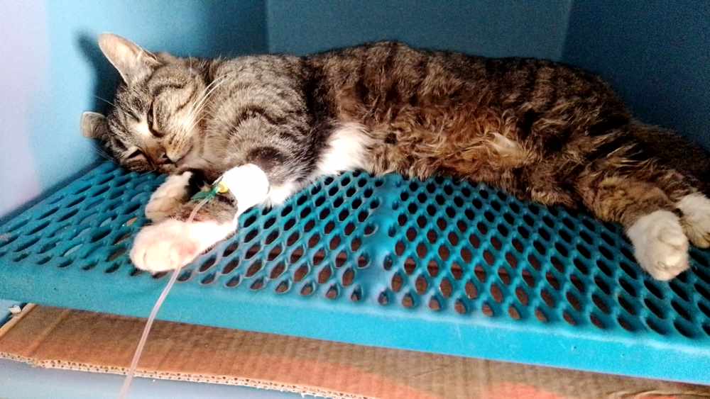 La gatta Calzina lotta per sopravvivere: ennesimo caso di avvelenamento