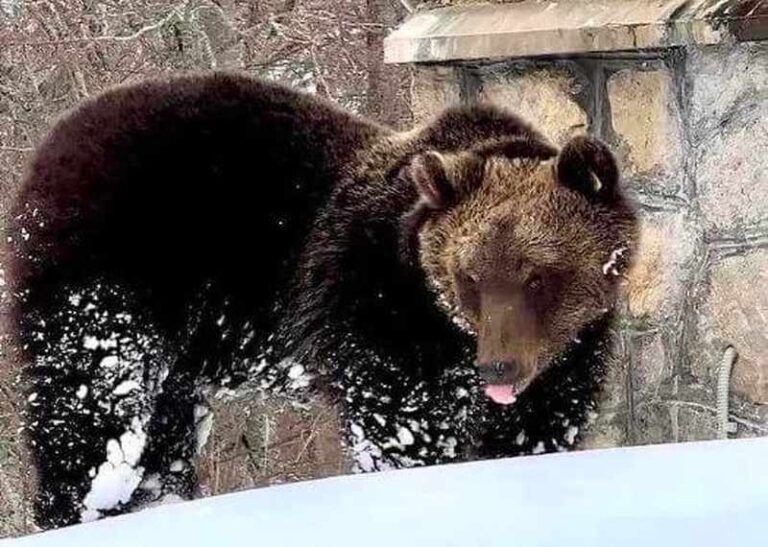 Il 2023 anno orribile per gli orsi, AIDAA: "Sono stati uccisi 10 esemplari tra Trentino e Abruzzo"