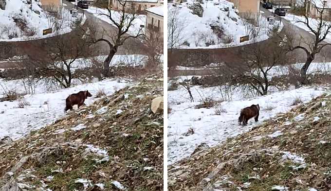 In un video un altro orso che si aggira sulla neve a pochi metri da un centro abitato