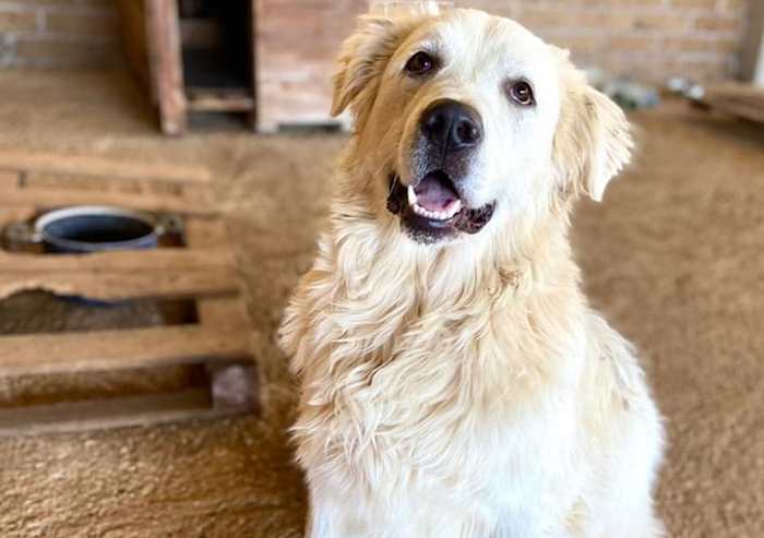 Una famiglia ha adottato Pooh, il cane che aveva donato il suo sangue per salvare una cagnolina