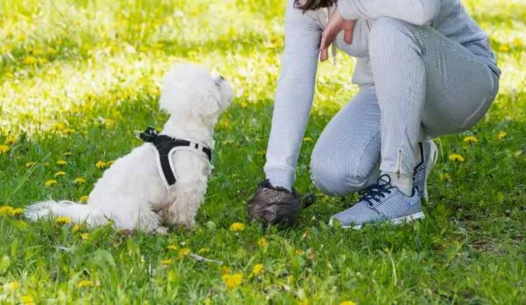 Cani vaganti e degrado a Canistro, il Sindaco Vitale dispone divieti e regole per i proprietari