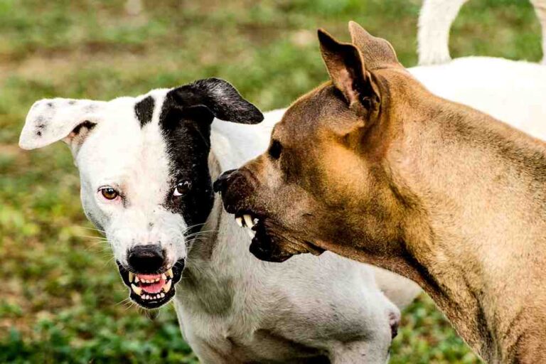 Cani aggressivi lasciati in giro senza guinzaglio, AIDAA chiede l'inasprimento delle pene nei confronti dei proprietari