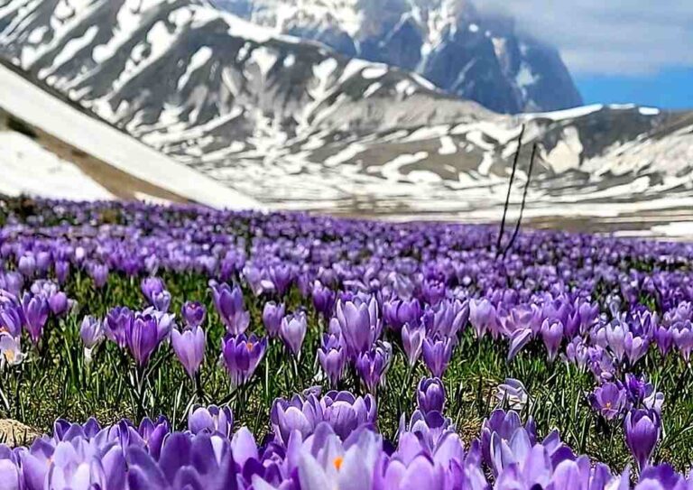 Lo spettacolo della fioritura dei crochi, Parco Nazionale del Gran Sasso: "Restate sui sentieri, non calpestateli"