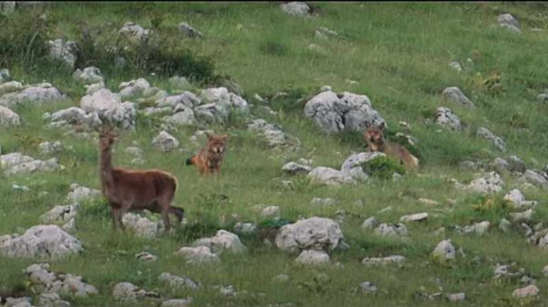 Short film sulla "danza del cervo": ecco come mamma cerva protegge i suoi cuccioli dai lupi