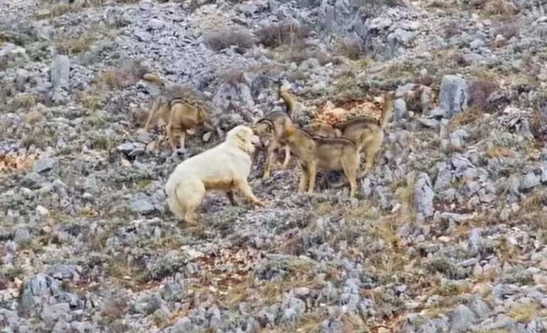 Quando il cane pastore abruzzese incontra un branco di lupi: lo spettacolare video dello zoologo Paolo Forconi