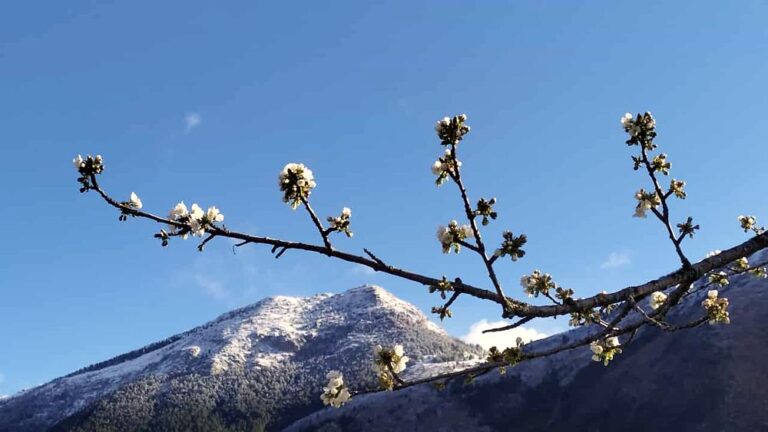 Il monte Faito tra l'ultima neve e fiori di ciliegio, l'incanto del paesaggio marsicano in una foto di Angelo Ianni