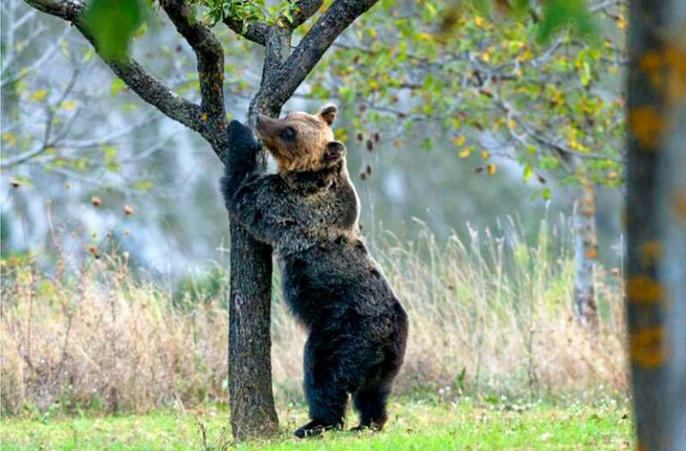 Territori a misura d'orso, saranno recuperati alberi da frutto nelle località Sperone e Pozzilli a Gioia dei Marsi
