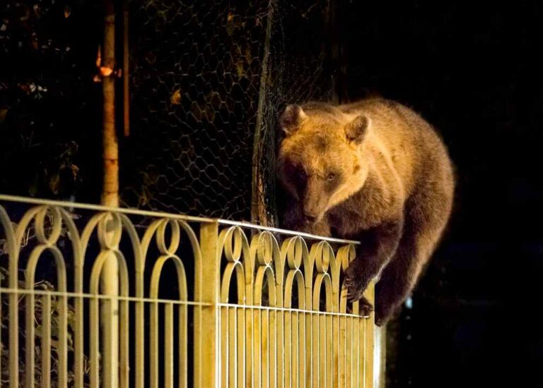 Convivere con l'orso bruno marsicano: gli allevatori del Gran Sasso e Monti della Laga possono ottenere recinti elettrificati