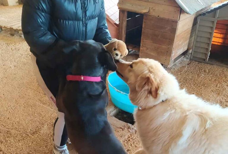 Due bambine di Trasacco regalano i loro peluches ai cani Flocky, Mora e Scratchy andando a trovarli in rifugio: "Orgogliose di voi!"