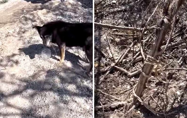 Cane legato a una corda e abbandonato in un bosco: "Sarebbe utile risalire al proprietario"