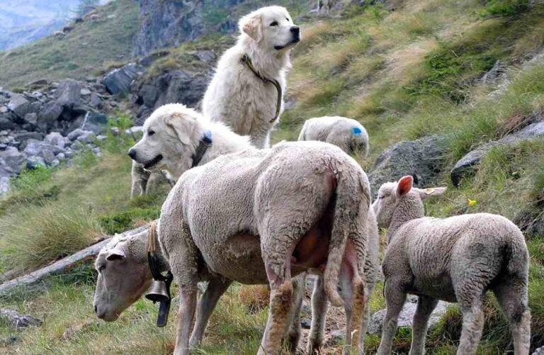 Cani da pastore abruzzese e il loro gregge, ecco come comportarsi durante passeggiate ed escursioni