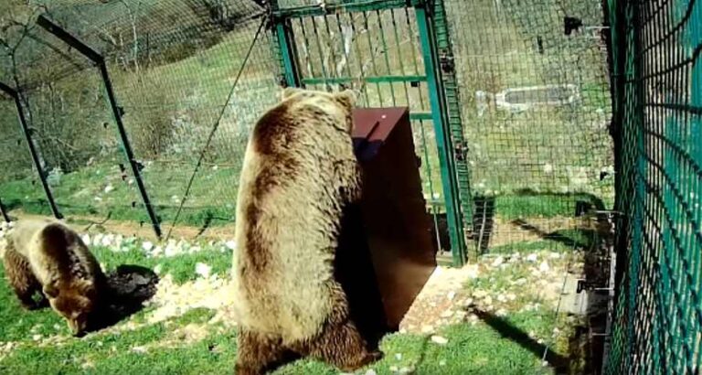 Test superato per un nuovo cassonetto a prova d'orso: nell'area faunistica di Campoli Appennino ne saranno installati 100