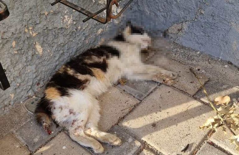 Pericolo bocconi avvelenati a Trasacco: trovato un altro gatto senza vita