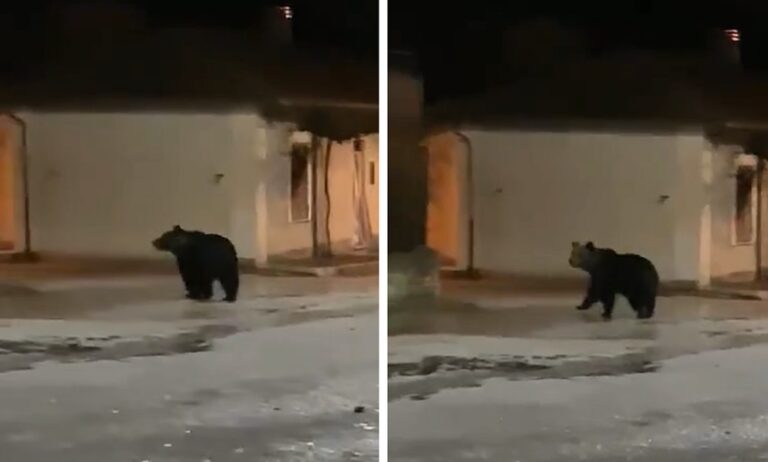 Juan Carrito non c'è più ma un altro grande orso si aggira per le strade dei nostri paesi (video)