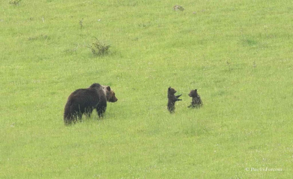 Orsi bruni marsicani a Bisegna e a San Sebastiano: ordinanza del Sindaco per vietare l'avvicinamento e l'inseguimento degli animali