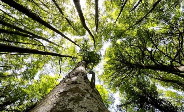 Sfera Arborea, progetto multimediale del PNALM: un viaggio nel cuore dell'ecosistema foresta