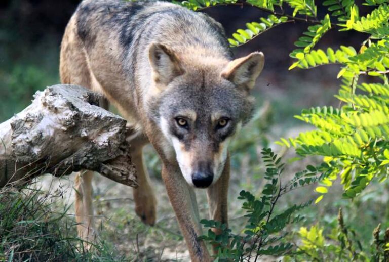 "Ogni volta che il lupo": incontro pubblico sulla biodiversità dei Parchi, domenica 10 Settembre a Celano