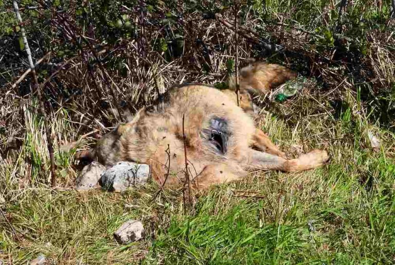 Ritrovamento di grifoni e lupi morti, Sammarone: "Il criminale utilizzo di veleno resta la minaccia più grande per la fauna"