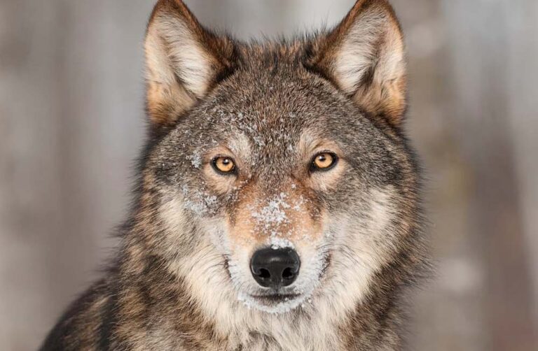 Donna aggredita da un lupo, animalisti AIDAA: "Scartare a priori l'ipotesi abbattimento"