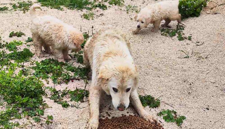 Mamma e cuccioli di cane da pastore abruzzese per strada a Rosciolo: "Qualcuno ha un riparo per questa famiglia?"