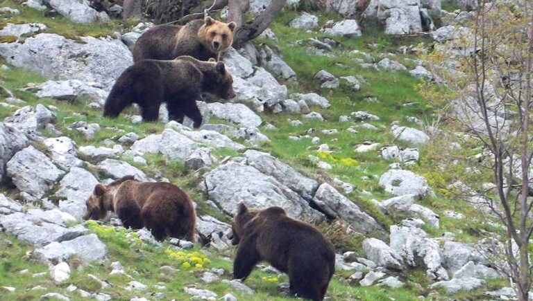 Lo straordinario spettacolo degli orsi bruni marsicani nelle fotografie di Pietro Santucci