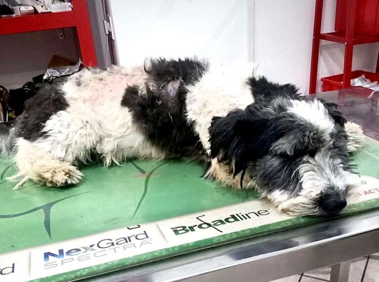 Bart cane di 8 mesi ritrovato con il corpo martoriato: "Cosa gli hanno fatto solo il cielo lo sa"