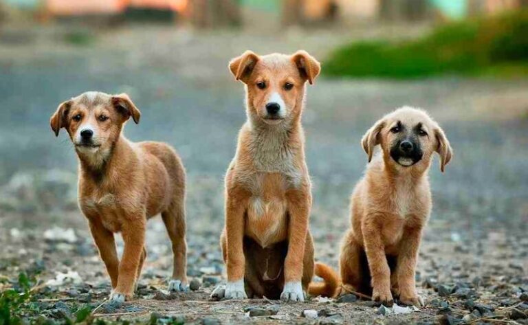 Cani vaganti e mal gestiti dai proprietari, il Comune di Cerchio crea una banca dati aggiornata dell'anagrafe animali d'affezione