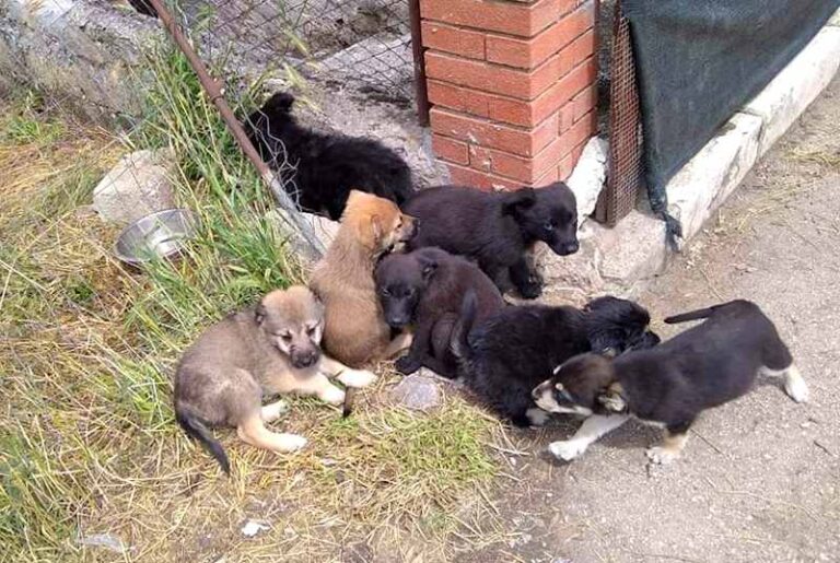 Cuccioli ritrovati per strada a Ortucchio: "Uno è già stato investito"