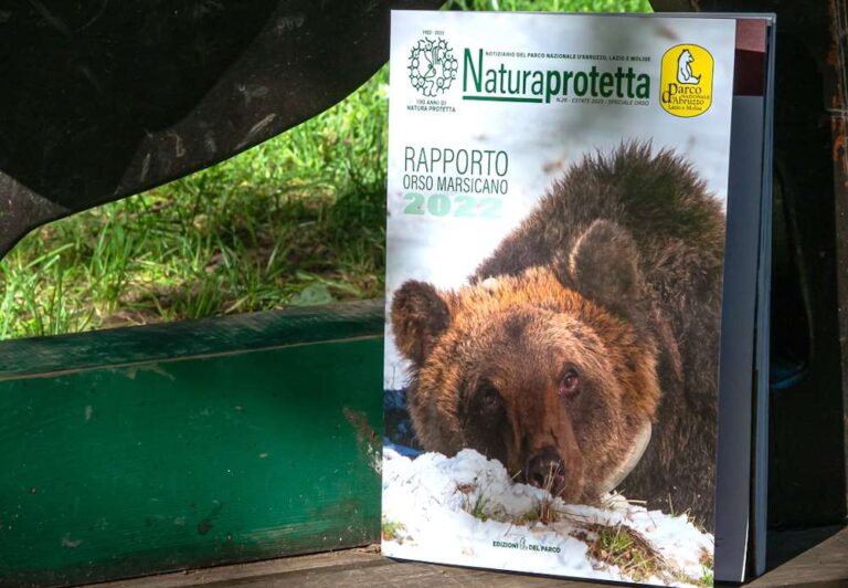C'è Juan Carrito sulla copertina del nuovo Rapporto Orso del Parco Nazionale d'Abruzzo, Lazio e Molise