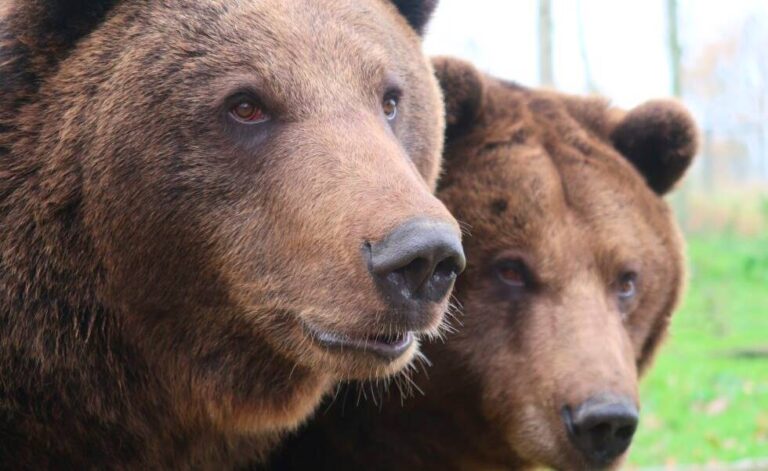 Terzo orso trovato senza vita nei boschi del Trentino. LNDC: "C'è il sospetto che qualcuno si stia facendo giustizia da solo"