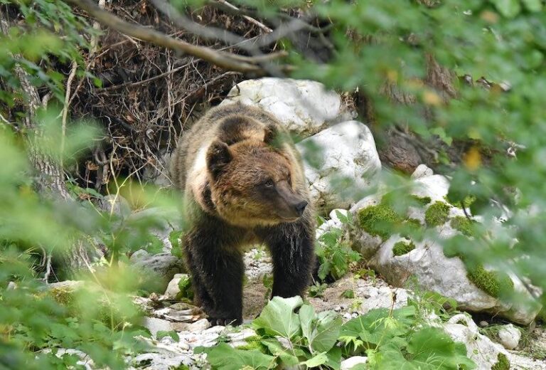 Tutela dell'orso bruno marsicano, il Parco Nazionale del Gran Sasso rimuove recinzioni di filo spinato all'interno dell'area protetta