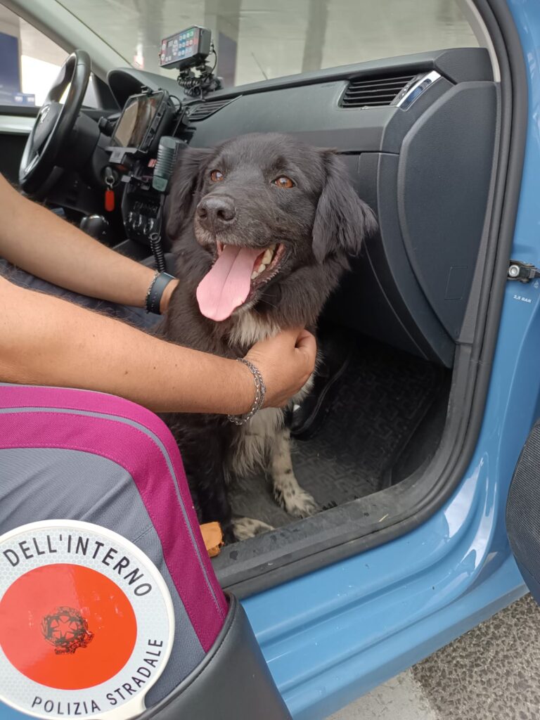 Salvataggio cagnolino A24