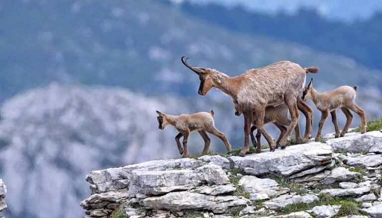 Tutela camoscio appenninico: dal 29 Luglio al 10 Settembre numero chiuso controllato su alcuni sentieri del Parco Nazionale d'Abruzzo
