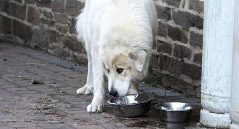 Disseta un randagio, LNDC Animal Protection: "Lasciate una ciotola d'acqua per gli animali senza casa"