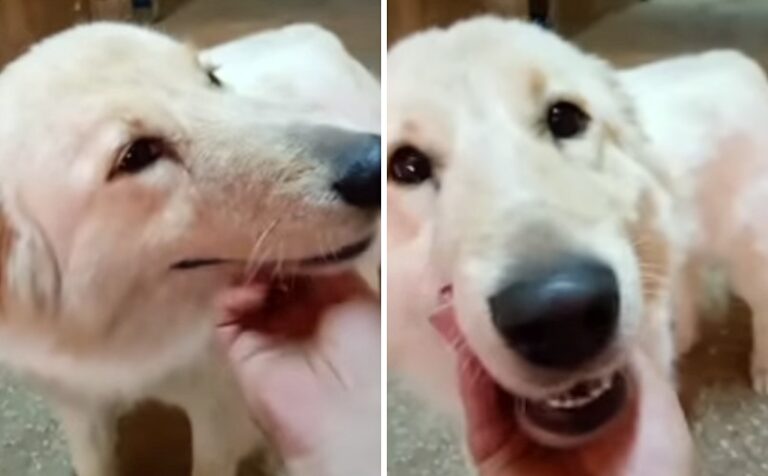La cagnolina Flo rifiutata da un'adottante: "È carina, ma non è abbastanza bianca"