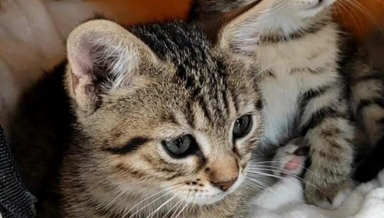 Ricompensa di 100 euro per chi ritrova il gattino Pinky, smarrito a Civitella Roveto