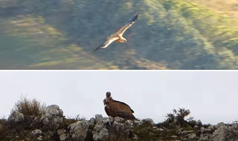 Lo spettacolare volo del grifone alle pendici del Velino in un suggestivo video di Ercole Wild