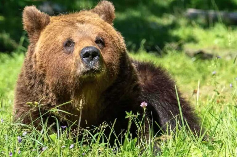 Rapporto Orso 2022. Il contributo della Riserva Naturale Regionale Monte Genzana Alto Gizio: monitorati 7 orsi bruni marsicani