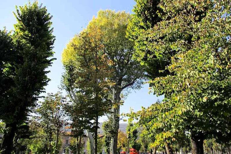 Il Comune di Avezzano provvede alla messa in sicurezza del pioppo monumentale di piazza Torlonia