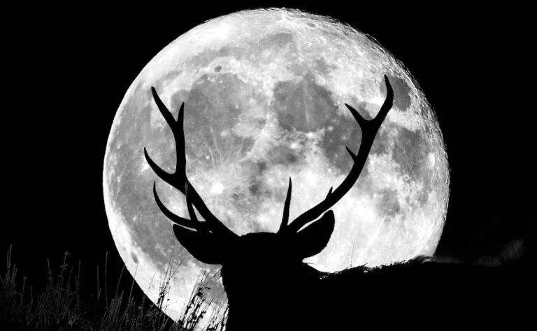 Questa sera occhi al cielo per ammirare la Superluna del Cervo