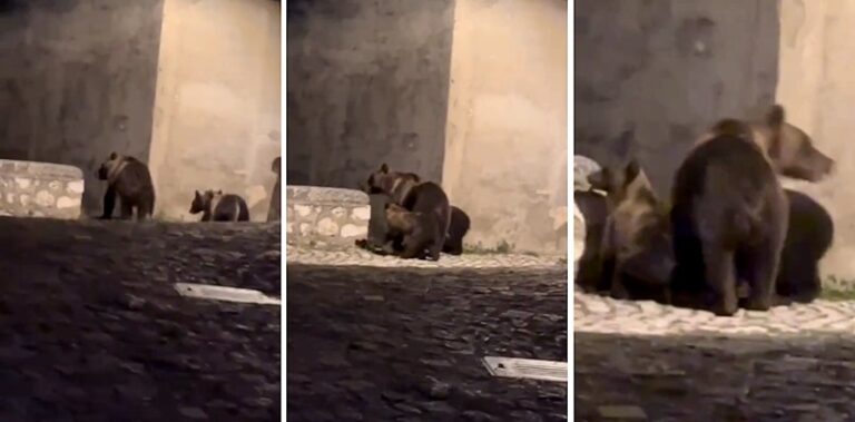 L'orsa Amarena avvistata con i due cuccioli tra le stradine di un centro abitato marsicano (video)