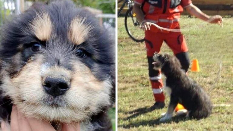Cagnolina buttata in un canile marsicano viene adottata e diventa cane addestrato per il salvataggio