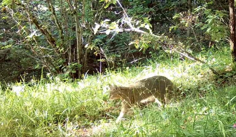 Le straordinarie immagini del gatto selvatico catturate dal personale della Riserva Monte Genzana (video)