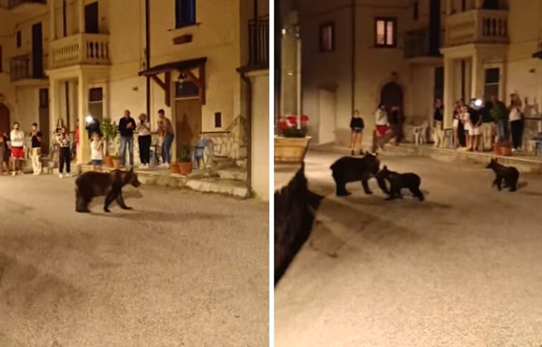 L'orsa Amarena e i suoi cuccioli attraversano una strada del borgo a pochi metri da persone e bambini (video)