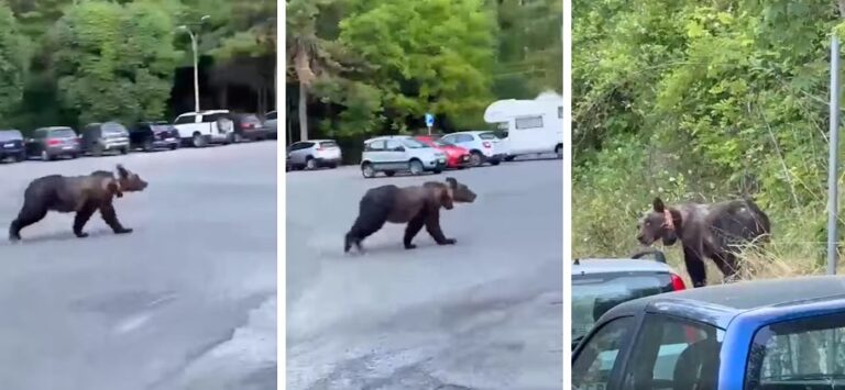 L'orsa Gemma avvistata e filmata per strada