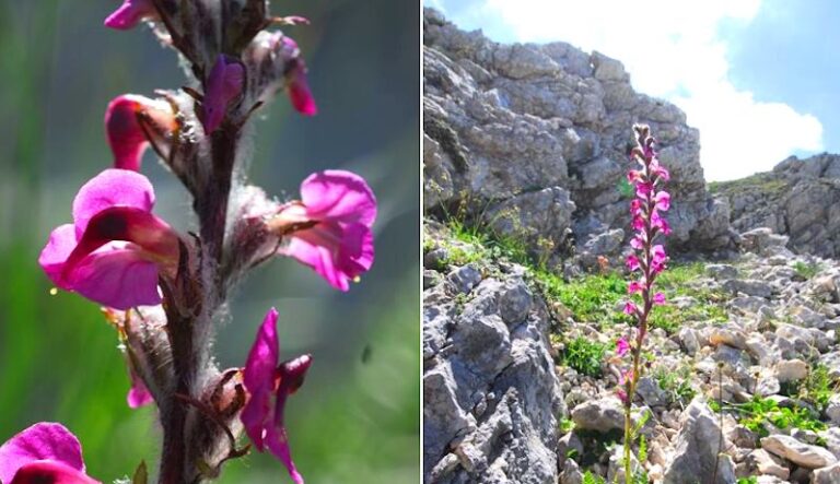 Pediculare marsicana: scoperta una nuova pianta presente solo in alcune località del Parco Nazionale d'Abruzzo, Lazio e Molise